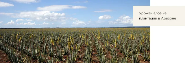 Компанія «Forever Living Products»